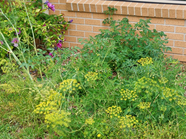 https://lemis.nyc3.digitaloceanspaces.com/grog/Photos/20260121/small/Tomatoes-and-dill-2.jpeg