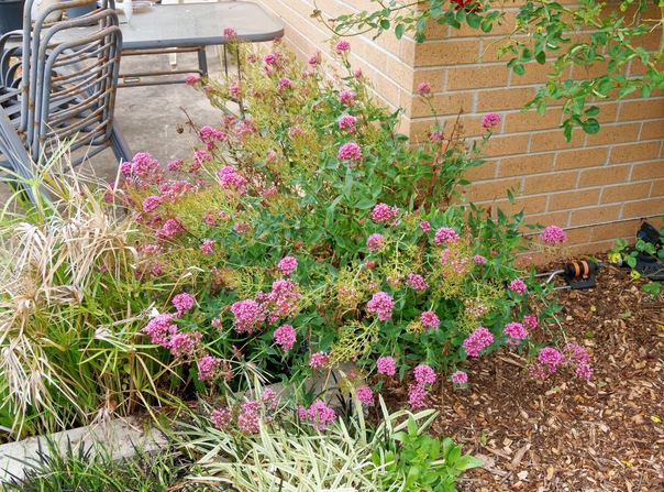 https://lemis.nyc3.digitaloceanspaces.com/grog/Photos/20260121/small/Valerian.jpeg