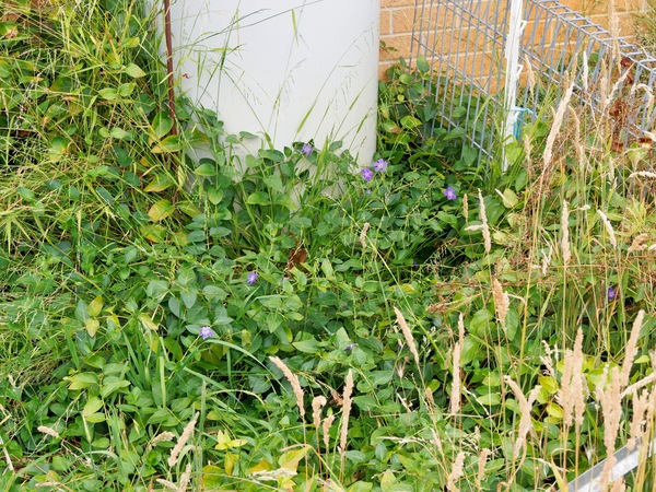 https://lemis.nyc3.digitaloceanspaces.com/grog/Photos/20260121/small/Vinca-major.jpeg