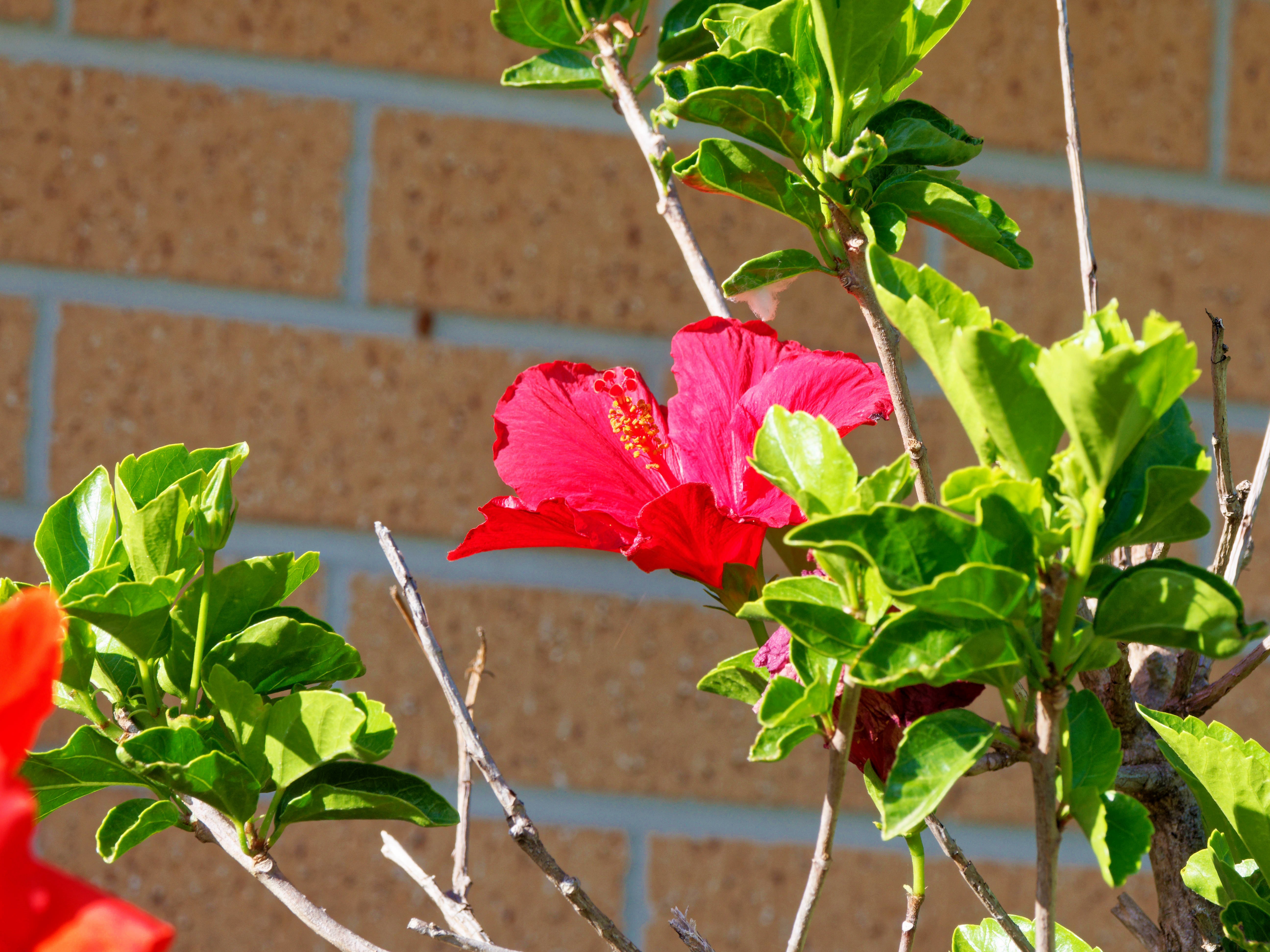 https://lemis.nyc3.digitaloceanspaces.com/grog/Photos/20260126/big/Hibiscus-rosa-sinensis.jpeg