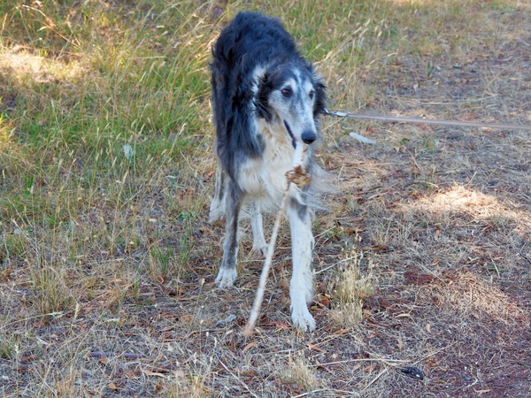 https://lemis.nyc3.digitaloceanspaces.com/grog/Photos/20260216/small/Larissa-and-bone-2.jpeg