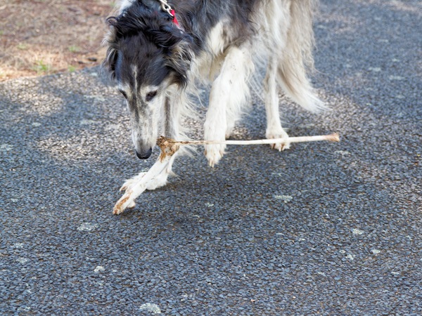 https://lemis.nyc3.digitaloceanspaces.com/grog/Photos/20260216/small/Larissa-and-bone-5.jpeg