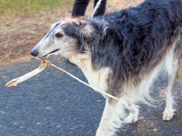 https://lemis.nyc3.digitaloceanspaces.com/grog/Photos/20260216/small/Larissa-and-bone-8.jpeg