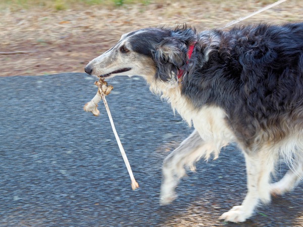 https://lemis.nyc3.digitaloceanspaces.com/grog/Photos/20260216/small/Larissa-and-bone-9.jpeg