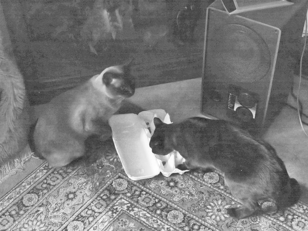 https://lemis.nyc3.digitaloceanspaces.com/grog/Photos/20260216/small/Occupying-Bruno-and-Mona-2.jpeg