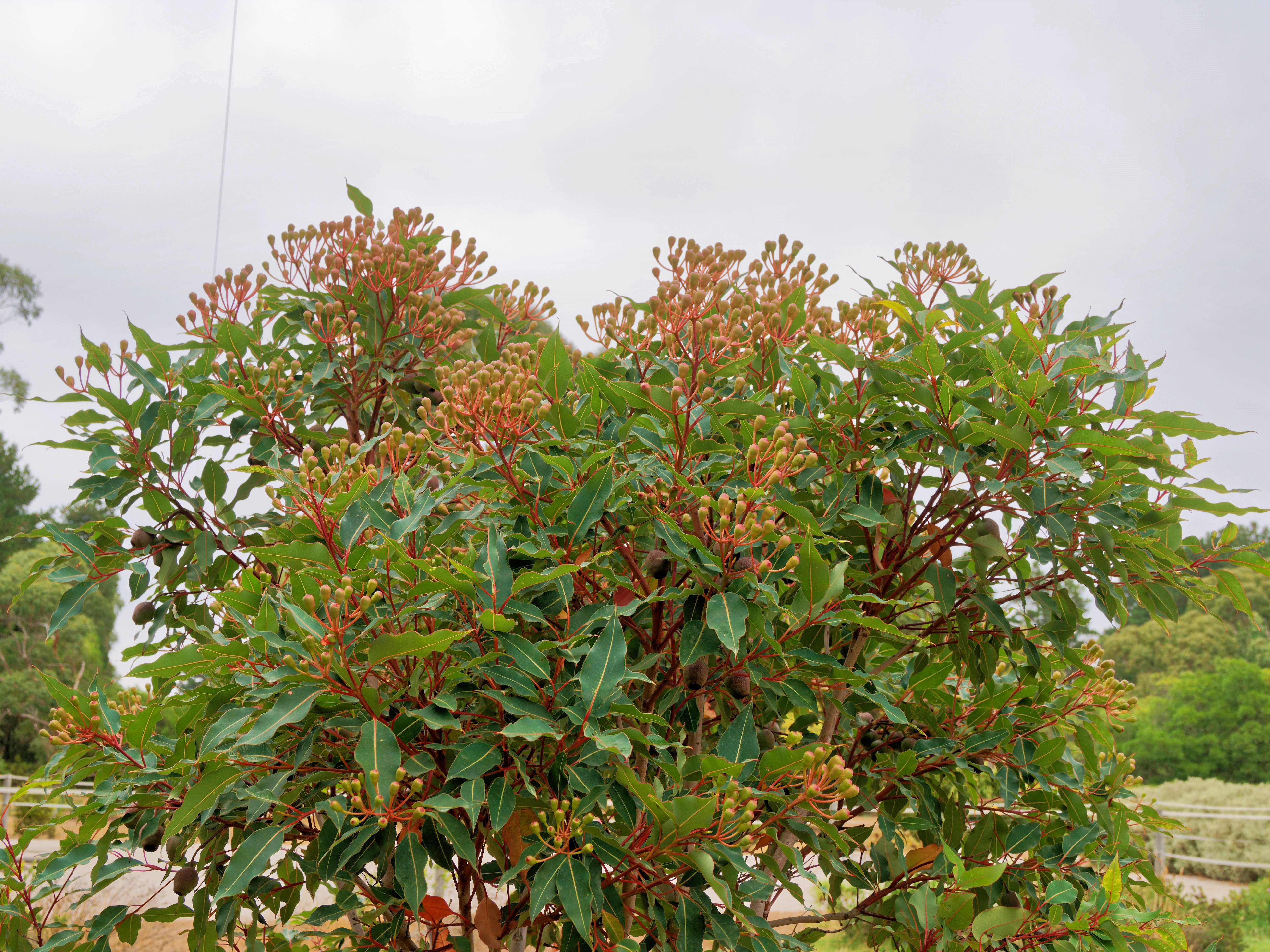 https://lemis.nyc3.digitaloceanspaces.com/grog/Photos/20260221/big/Corymbia-ficifolia.jpeg
