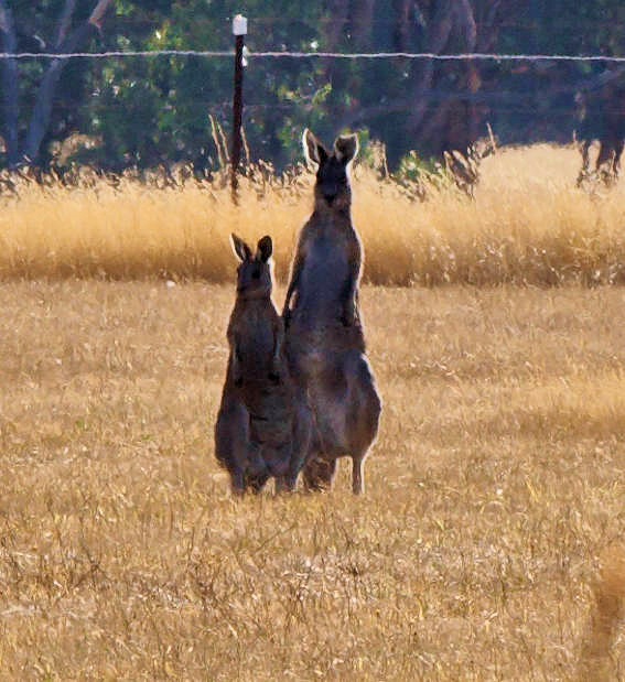 https://lemis.nyc3.digitaloceanspaces.com/grog/Photos/20260221/big/Kangaroos-2.jpeg