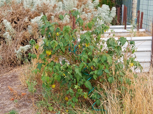 https://lemis.nyc3.digitaloceanspaces.com/grog/Photos/20260221/small/Abutilon-1.jpeg