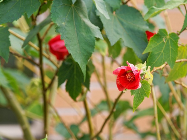 https://lemis.nyc3.digitaloceanspaces.com/grog/Photos/20260221/small/Abutilon-3.jpeg
