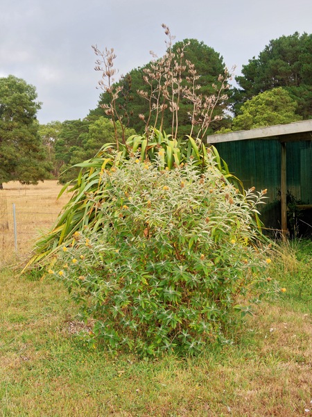 https://lemis.nyc3.digitaloceanspaces.com/grog/Photos/20260221/small/Buddleja-1.jpeg