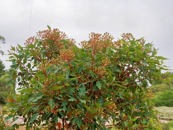 https://lemis.nyc3.digitaloceanspaces.com/grog/Photos/20260221/small/Corymbia-ficifolia.jpeg