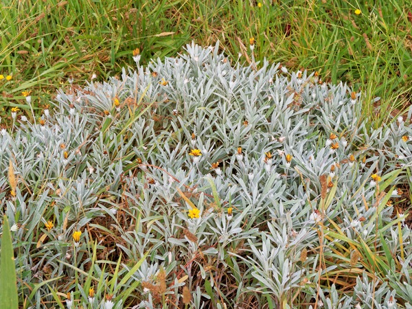 https://lemis.nyc3.digitaloceanspaces.com/grog/Photos/20260221/small/Gazania.jpeg