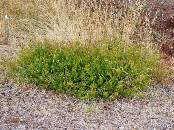 https://lemis.nyc3.digitaloceanspaces.com/grog/Photos/20260221/small/Grevillea-1.jpeg