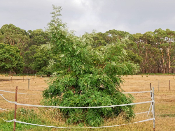 https://lemis.nyc3.digitaloceanspaces.com/grog/Photos/20260221/small/Grevillea-2.jpeg