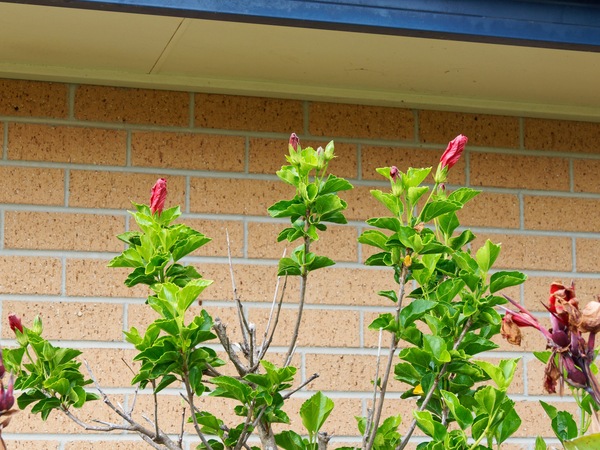 https://lemis.nyc3.digitaloceanspaces.com/grog/Photos/20260221/small/Hibiscus-rosa-sinensis-1.jpeg