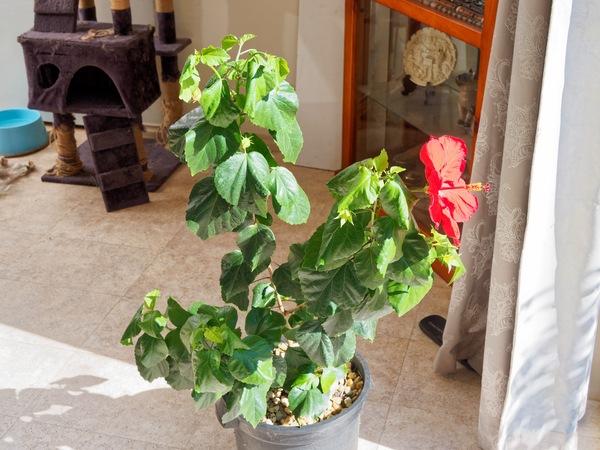 https://lemis.nyc3.digitaloceanspaces.com/grog/Photos/20260221/small/Hibiscus-rosa-sinensis-3.jpeg