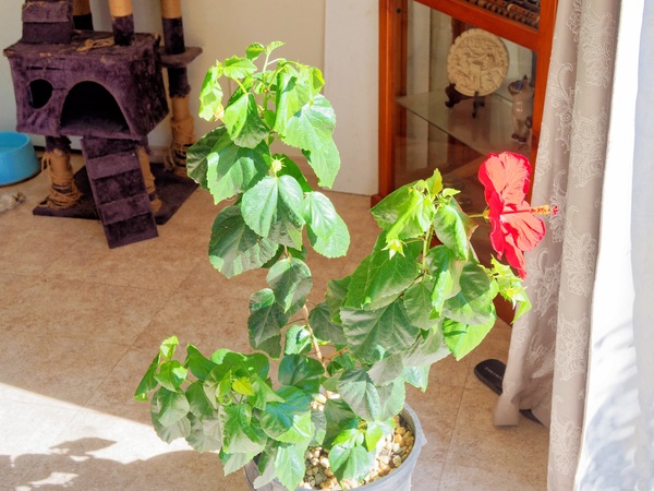https://lemis.nyc3.digitaloceanspaces.com/grog/Photos/20260221/small/Hibiscus-rosa-sinensis-4.jpeg