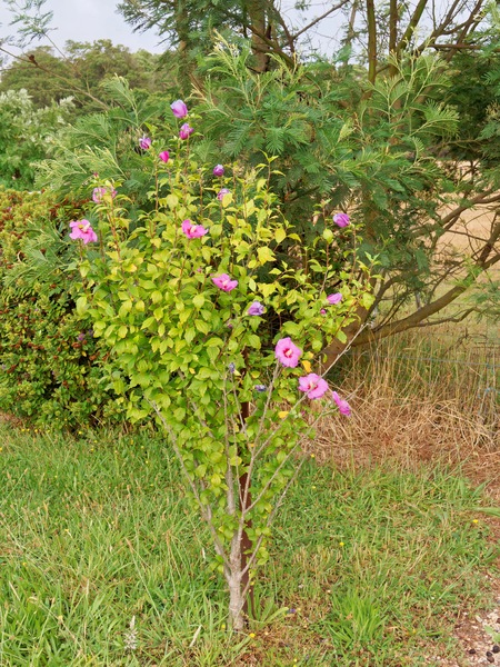 https://lemis.nyc3.digitaloceanspaces.com/grog/Photos/20260221/small/Hibiscus-syriacus-2.jpeg
