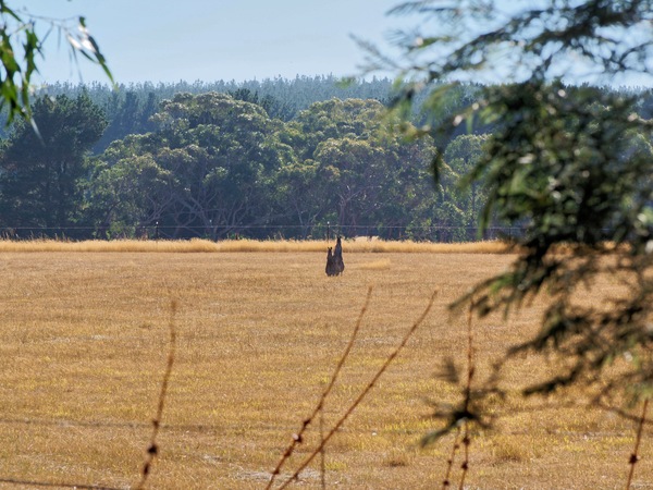 https://lemis.nyc3.digitaloceanspaces.com/grog/Photos/20260221/small/Kangaroos.jpeg