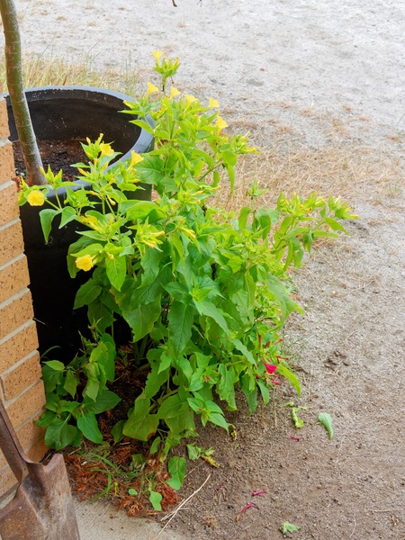 https://lemis.nyc3.digitaloceanspaces.com/grog/Photos/20260221/small/Mirabilis-jalapa-1.jpeg