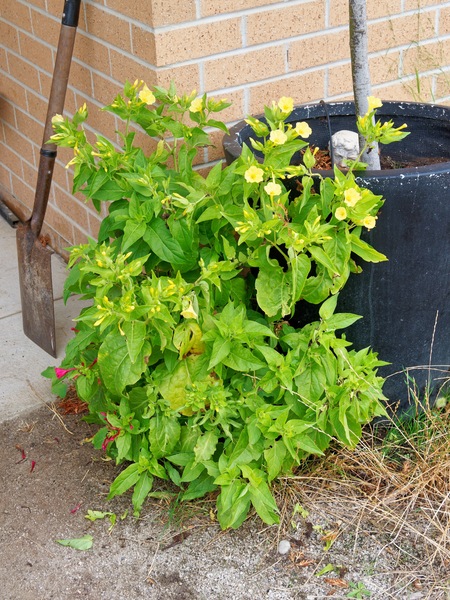 https://lemis.nyc3.digitaloceanspaces.com/grog/Photos/20260221/small/Mirabilis-jalapa-2.jpeg