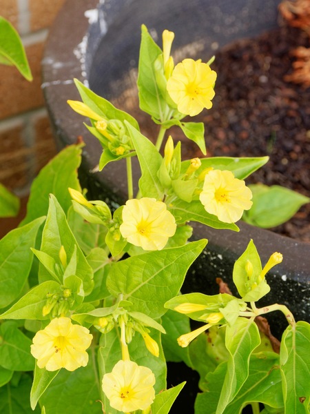 https://lemis.nyc3.digitaloceanspaces.com/grog/Photos/20260221/small/Mirabilis-jalapa-3.jpeg