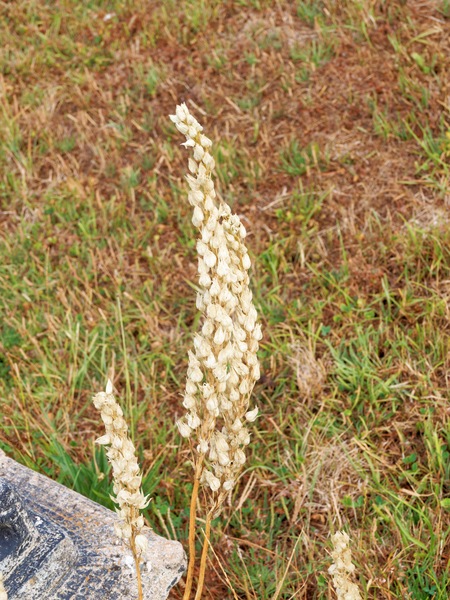 https://lemis.nyc3.digitaloceanspaces.com/grog/Photos/20260221/small/Mystery-flower-2.jpeg