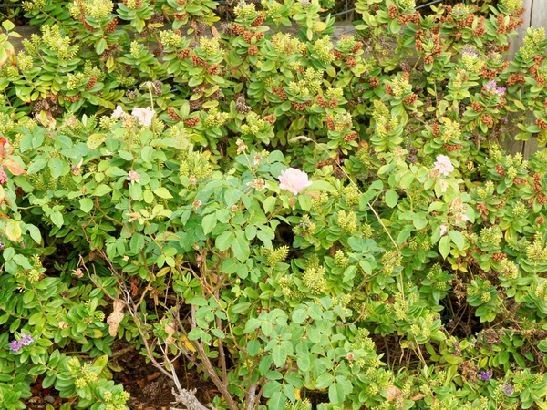 https://lemis.nyc3.digitaloceanspaces.com/grog/Photos/20260221/small/Roses-3.jpeg