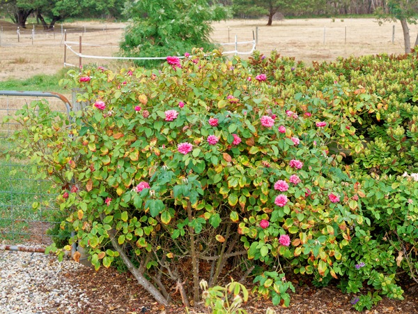 https://lemis.nyc3.digitaloceanspaces.com/grog/Photos/20260221/small/Roses-4.jpeg