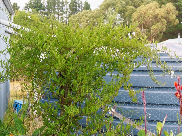 https://lemis.nyc3.digitaloceanspaces.com/grog/Photos/20260221/small/Solanum-laxum-1.jpeg