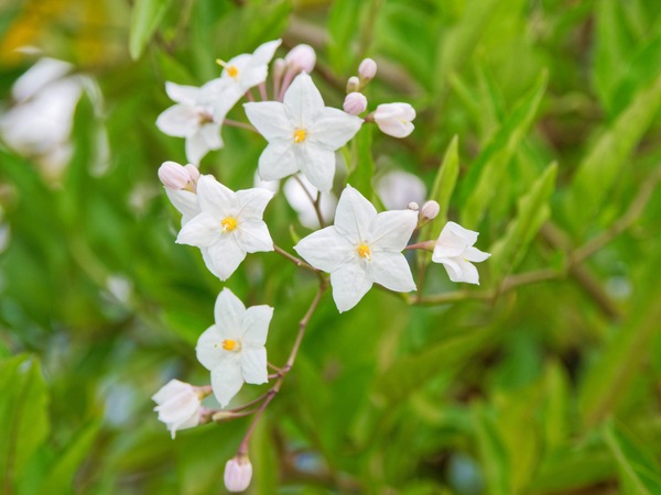 https://lemis.nyc3.digitaloceanspaces.com/grog/Photos/20260221/small/Solanum-laxum-2.jpeg