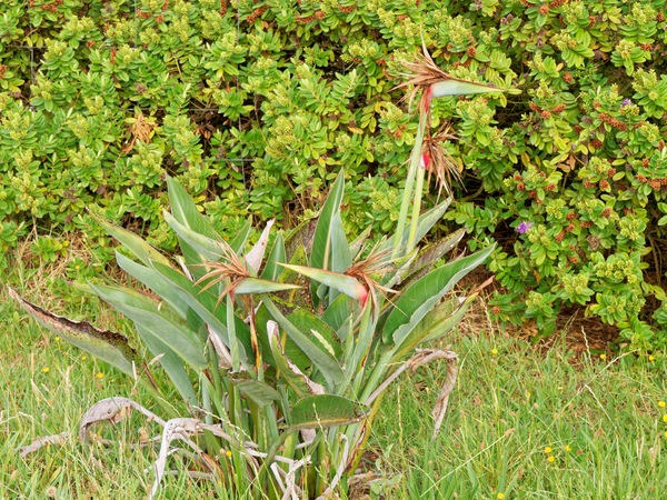 https://lemis.nyc3.digitaloceanspaces.com/grog/Photos/20260221/small/Strelitzia-reginae-1.jpeg