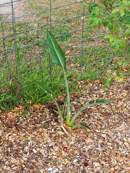 https://lemis.nyc3.digitaloceanspaces.com/grog/Photos/20260221/small/Strelitzia-reginae-2.jpeg