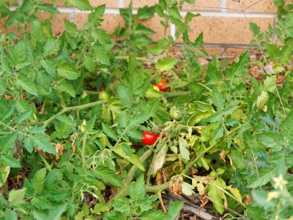 https://lemis.nyc3.digitaloceanspaces.com/grog/Photos/20260221/small/Tomatoes-1.jpeg
