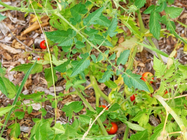 https://lemis.nyc3.digitaloceanspaces.com/grog/Photos/20260221/small/Tomatoes-2.jpeg