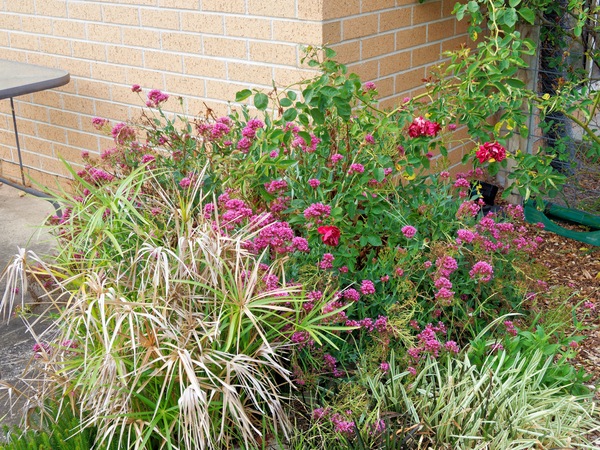 https://lemis.nyc3.digitaloceanspaces.com/grog/Photos/20260221/small/Valerian.jpeg