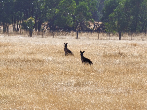 https://lemis.nyc3.digitaloceanspaces.com/grog/Photos/20260223/small/Kangaroos-2.jpeg