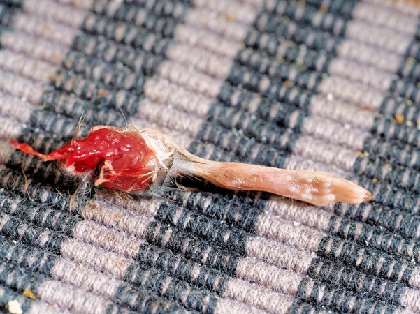 https://lemis.nyc3.digitaloceanspaces.com/grog/Photos/20260228/small/Mouse-remains-2.jpeg