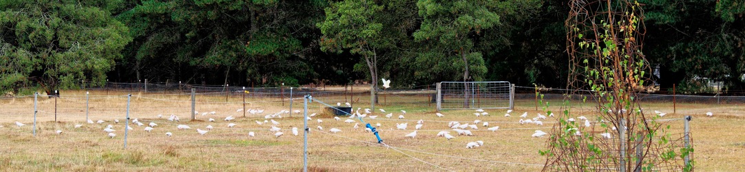 https://lemis.nyc3.digitaloceanspaces.com/grog/Photos/20260301/small/Cockatoos-2.jpeg