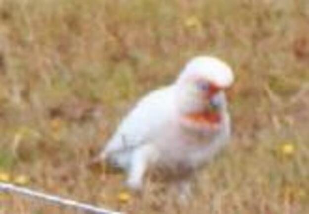 https://lemis.nyc3.digitaloceanspaces.com/grog/Photos/20260301/small/Cockatoos-3-detail.jpeg