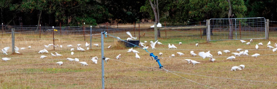 https://lemis.nyc3.digitaloceanspaces.com/grog/Photos/20260301/small/Cockatoos-3.jpeg