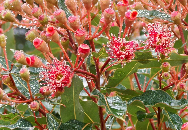 https://lemis.nyc3.digitaloceanspaces.com/grog/Photos/20260302/small/Corymbia-ficifolia-1.jpeg