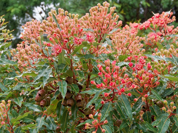 https://lemis.nyc3.digitaloceanspaces.com/grog/Photos/20260302/small/Corymbia-ficifolia-2.jpeg