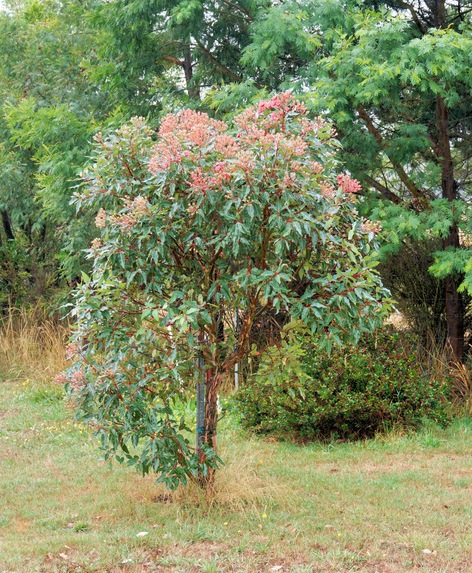 https://lemis.nyc3.digitaloceanspaces.com/grog/Photos/20260302/small/Corymbia-ficifolia-3.jpeg