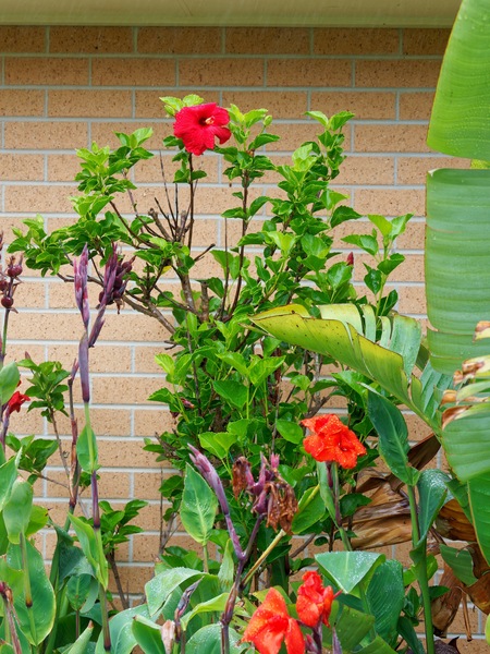https://lemis.nyc3.digitaloceanspaces.com/grog/Photos/20260302/small/Hibiscus-rosa-sinensis.jpeg