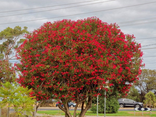 https://lemis.nyc3.digitaloceanspaces.com/grog/Photos/20260303/small/Corymbia-ficifolia-1.jpeg