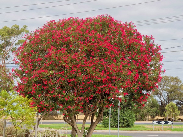 https://lemis.nyc3.digitaloceanspaces.com/grog/Photos/20260303/small/Corymbia-ficifolia-2.jpeg