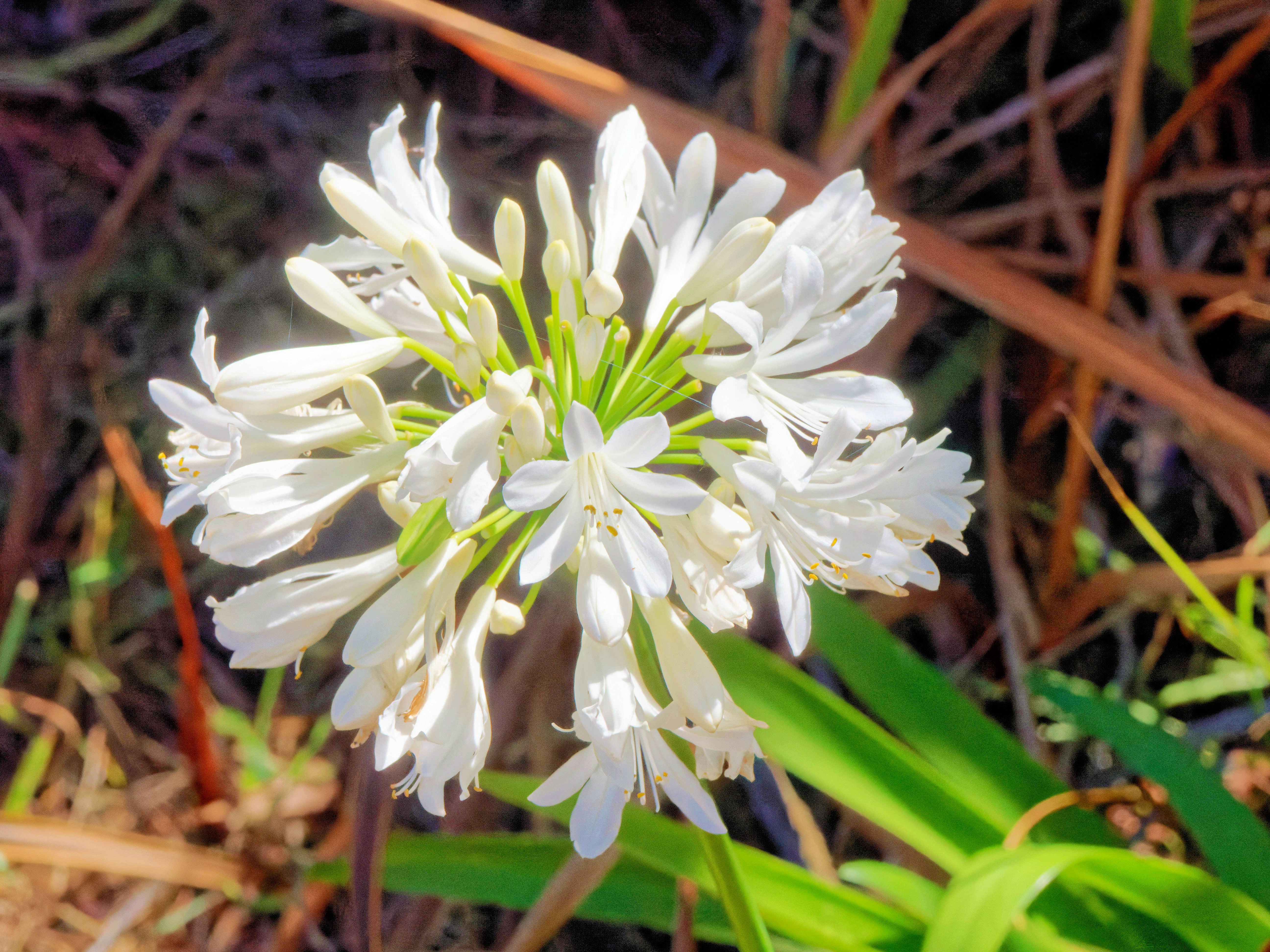 https://lemis.nyc3.digitaloceanspaces.com/grog/Photos/20260304/big/Agapanthus-1.jpeg