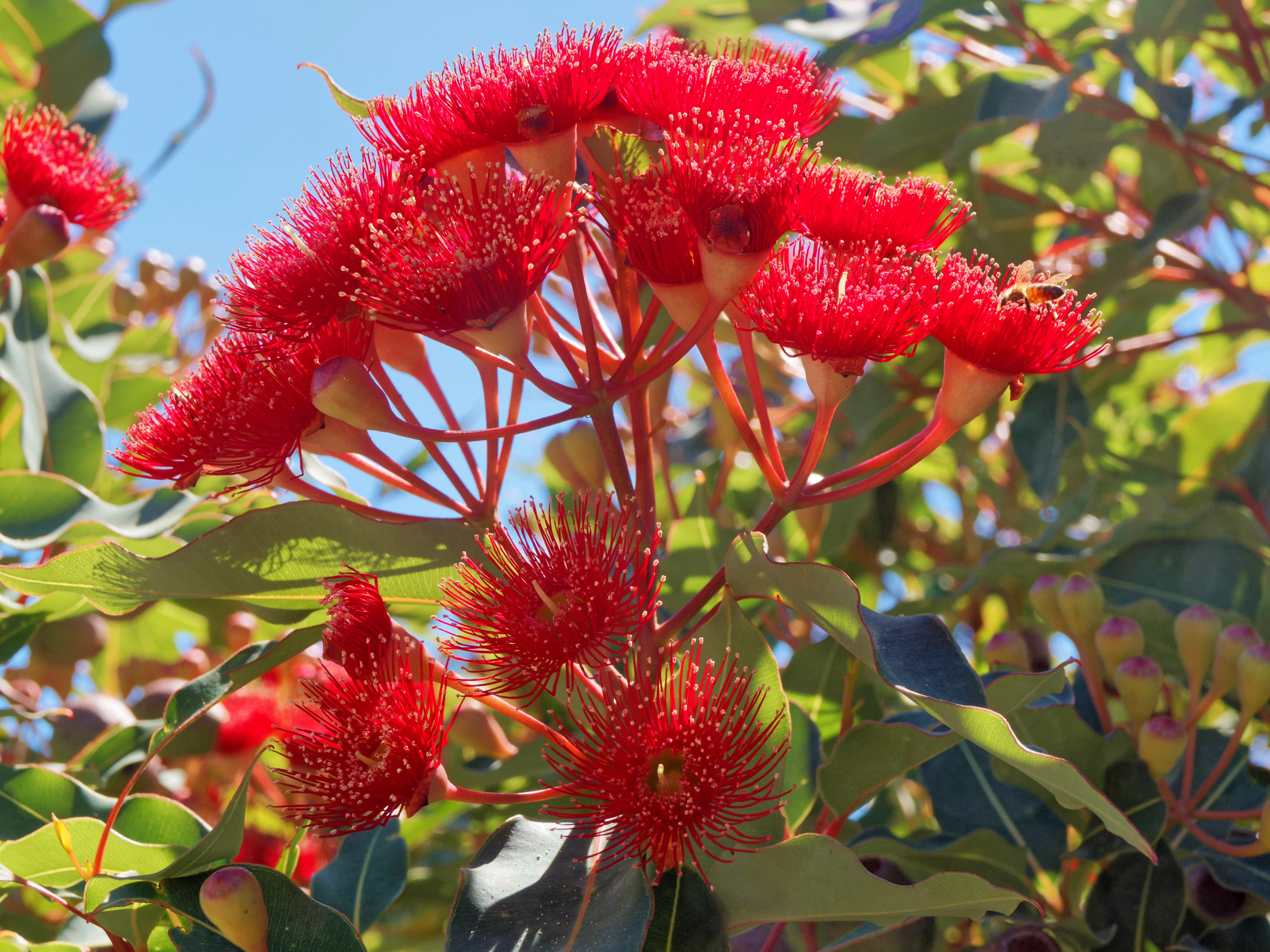 https://lemis.nyc3.digitaloceanspaces.com/grog/Photos/20260304/big/Corymbia-ficifolia-4.jpeg