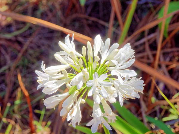 https://lemis.nyc3.digitaloceanspaces.com/grog/Photos/20260304/small/Agapanthus-2.jpeg